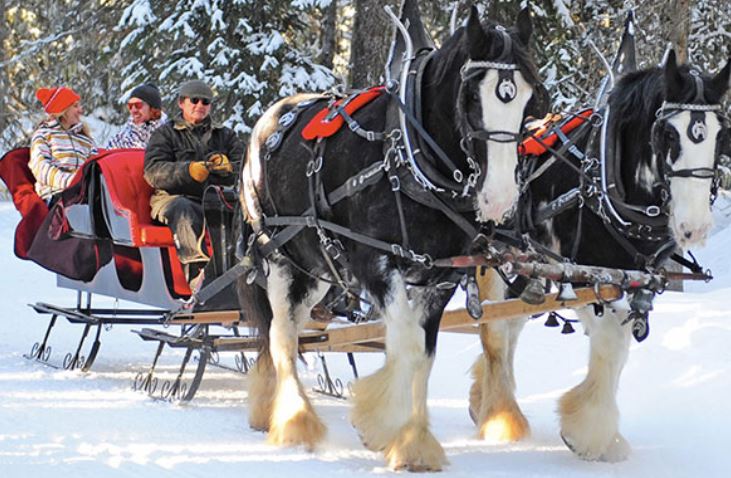 Sleigh 2 Horse Head Left